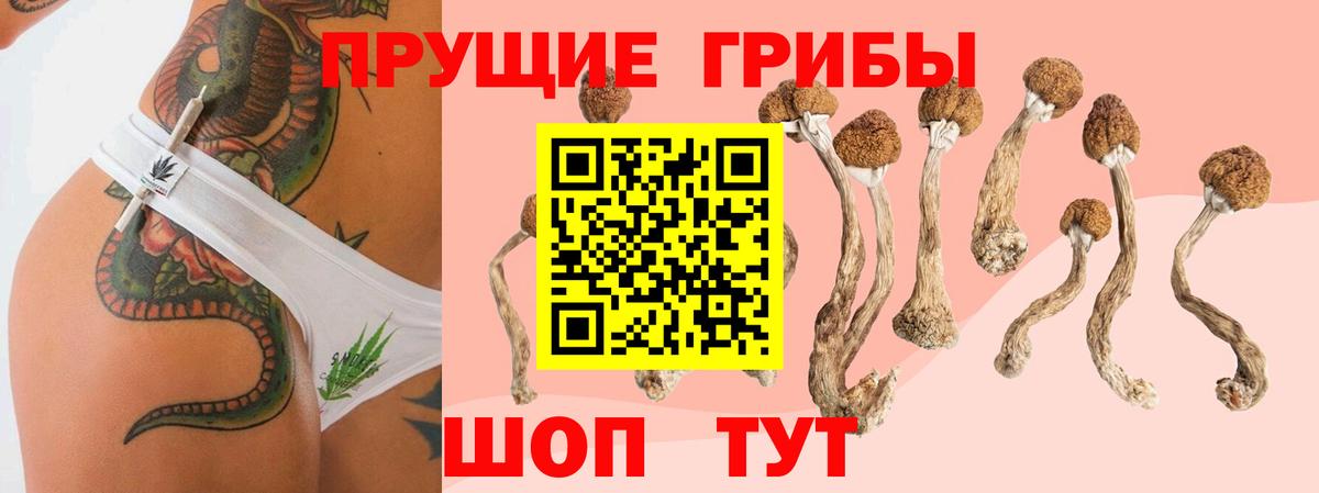 Галлюциногенные грибы Psilocybine cubensis Великий Новгород